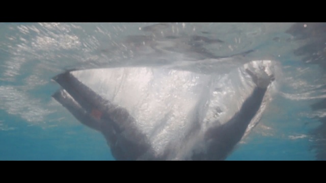 Video Reference: Underwater, Water, Organism, Marine biology, Marine mammal, Sea, Ice