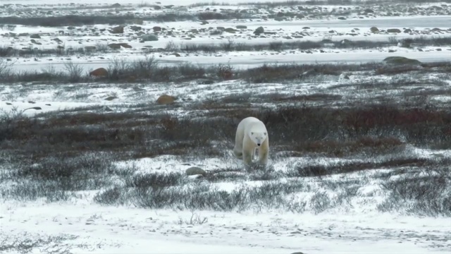 Video Reference: Bear, Tundra, Natural environment, Polar bear, Arctic, Snowy owl, Wildlife, Adaptation, Snow, Ice