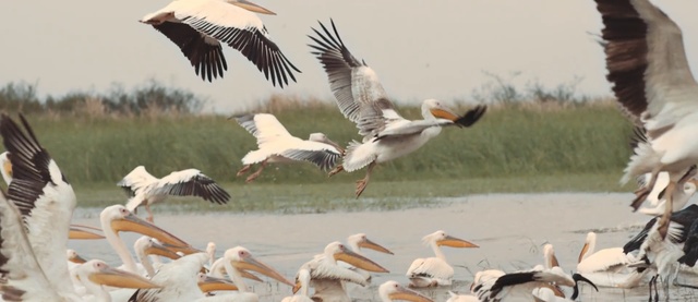 Video Reference: Bird, Vertebrate, Pelican, White Pelican, Beak, Flock, Seabird, Water bird, Bird migration, Pelecaniformes