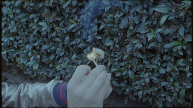 Video Reference: plant, leaf, flora, tree, flower, branch, spring, girl