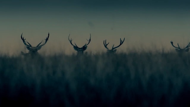 Video Reference: Sky, Antler, Atmospheric phenomenon, Elk, Horn, Wildlife, Reindeer, Morning, Water, Atmosphere