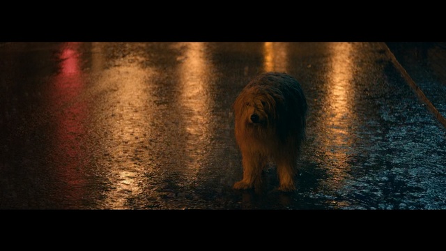 Video Reference: Mammal, Vertebrate, Nature, Canidae, Dog, Darkness, Pomeranian, Dog breed, Water, Organism