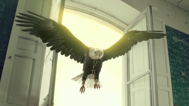 Video Reference: Bird, Wing, Bird of prey, Accipitriformes, Beak, Vulture, Tail, Feather, Falconiformes, Condor