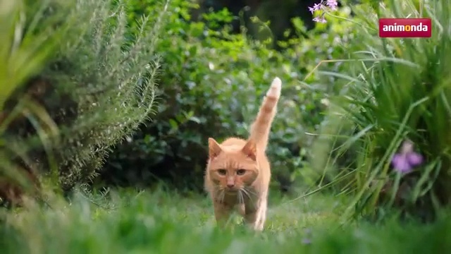 Video Reference: Cat, Felidae, Small to medium-sized cats, Grass, Wildlife, Carnivore, Organism, Plant, Tail, Abyssinian