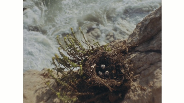 Video Reference: fauna, rock, tree