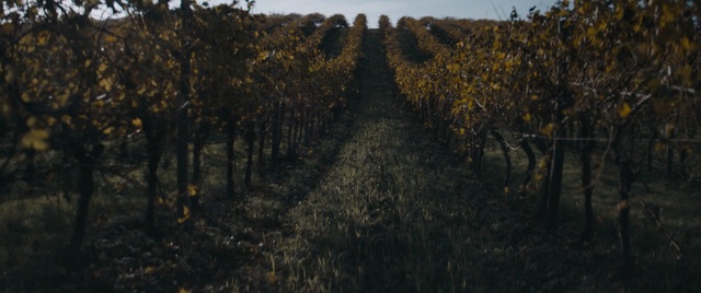 Video Reference: Tree, Field, Agriculture, Vineyard, Crop, Plant, Sky, Soil, Rural area, Landscape