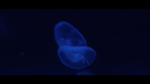 Video Reference: jellyfish, cnidaria, blue, marine invertebrates, cobalt blue, marine biology, invertebrate, organism, atmosphere, computer wallpaper