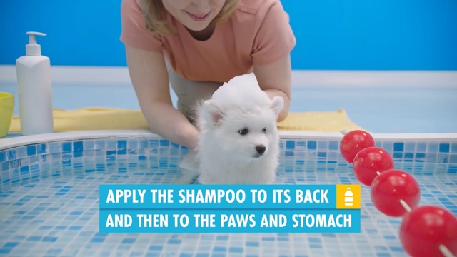 Video Reference: Mammal, Vertebrate, Dog, Canidae, Pomeranian, Puppy, Dog breed, Companion dog, Spitz, Carnivore, Person