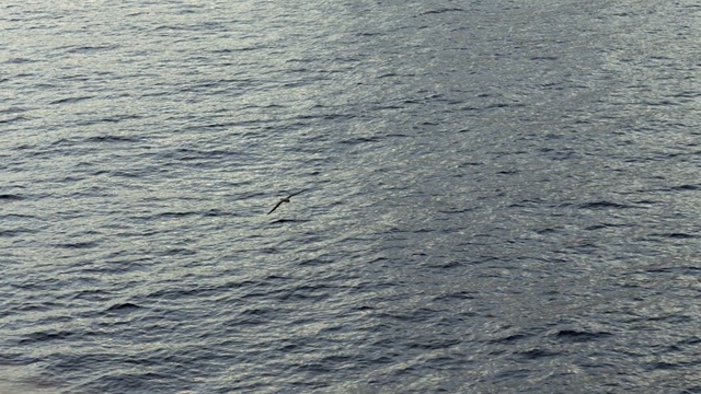 Video Reference: Water, Sea, Fish, Sky, Ocean, Calm, Seabird