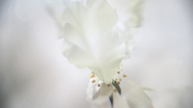 Video Reference: White, Petal, Flower, Plant, Botany, Spring, Flowering plant, Photography, Blossom, Iris