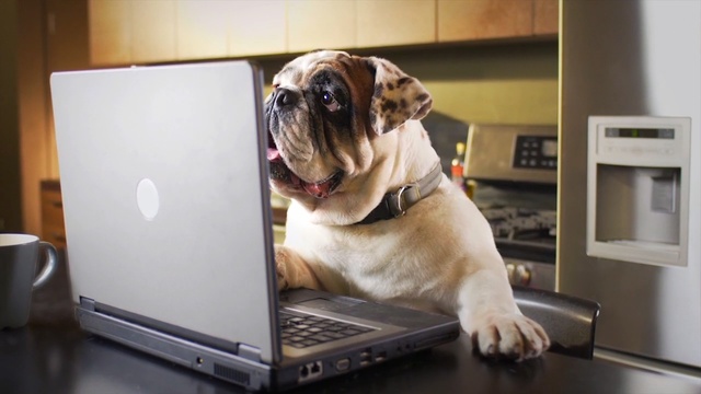 Video Reference: dog, dog like mammal, dog breed, snout, bulldog, carnivoran, dog breed group, pug, non sporting group