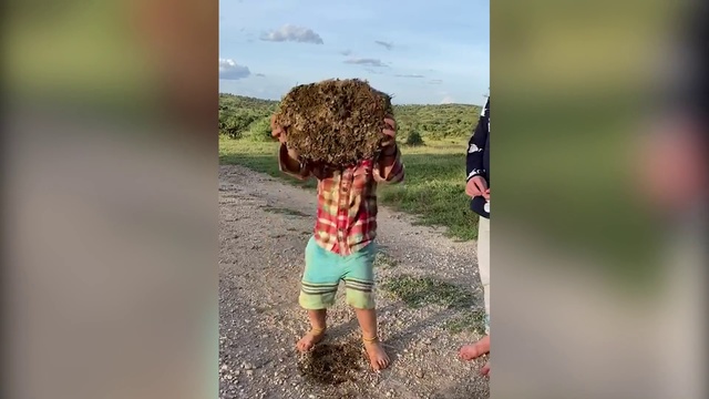 Video Reference: People in nature, Photograph, Adaptation, Summer, Fun, Grass, Tree, Photography, Soil, Child