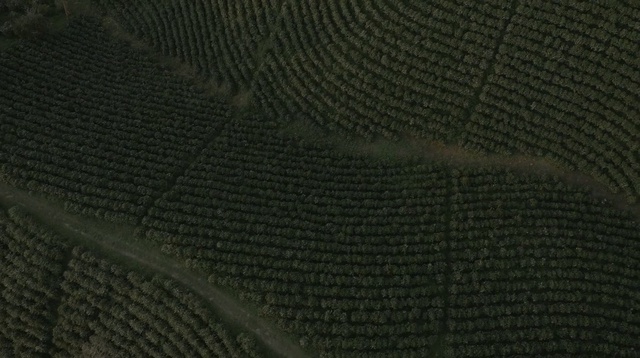 Video Reference: green, black, pattern, line, biome, grass, wood, woolen, mesh, font