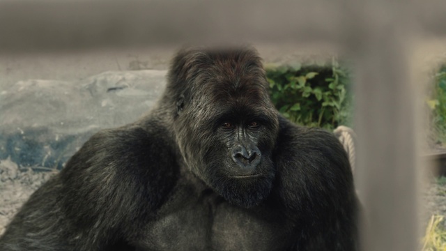 Video Reference: Mammal, Vertebrate, Primate, Terrestrial animal, Organism, Snout, Common chimpanzee, Fur