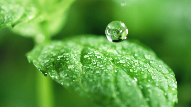 Video Reference: Dew, Moisture, Leaf, Green, Drop, Water, Nature, Macro photography, Close-up, Black hair, Person