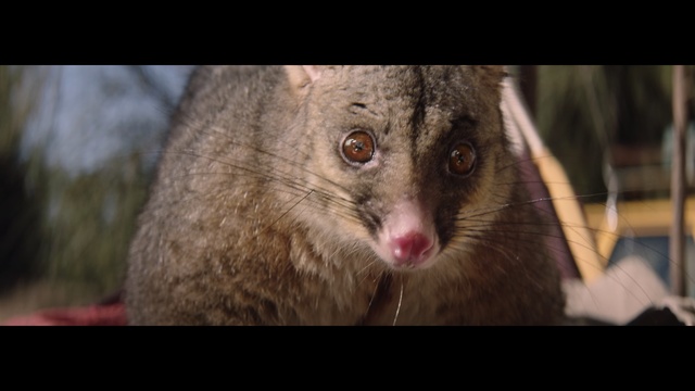 Video Reference: Mammal, Vertebrate, Whiskers, Wildlife, Snout, Possum, Terrestrial animal, Viverridae, Fur, Marsupial, Animal, Cat, Sitting, Looking, Small, Photo, White, Gray, Grey, Camera, Front, Close, Face, Black, Red, Standing, Orange, Laptop, Large, Room, Carnivore, Monkey, Eyes, Mouse, Mustelinae, Ferret, Raccoon, Weasel, Colored