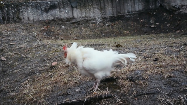 Video Reference: Chicken, Bird, Galliformes, Rooster, Fowl, Beak, Poultry, Livestock, Tail