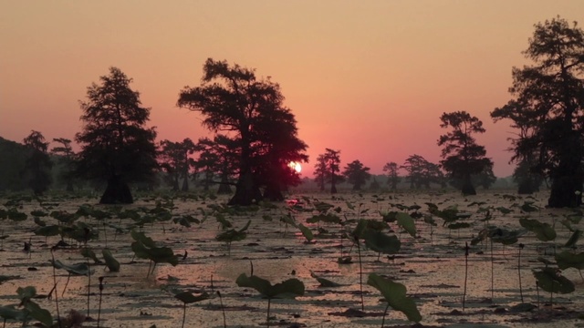 Video Reference: Nature, Sky, Atmospheric phenomenon, Tree, Morning, Sunrise, Evening, Sunset, Atmosphere, Landscape