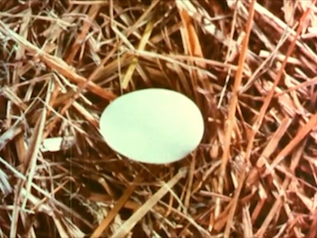 Video Reference: egg, nest, bird nest, straw, twig, Person