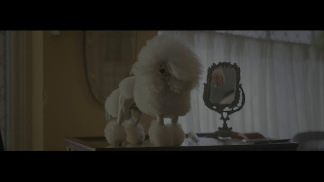 Video Reference: Cockatoo, Photography, Non-Sporting Group, Bird, Fur, Fictional character, Art, Still life photography, Lighting accessory