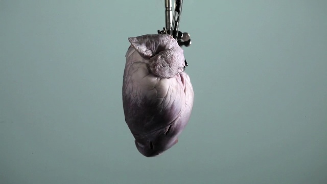 Video Reference: heart, art