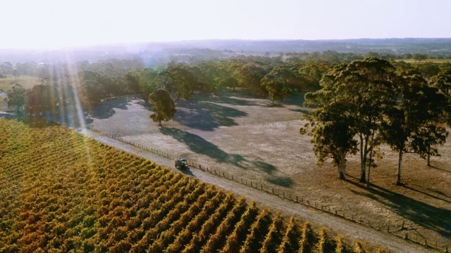 Video Reference: Field, Sky, Tree, Landscape, Land lot, Plantation, Plant