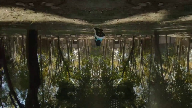 Video Reference: Nature, Reflection, Water, Tree, Plant, Architecture, Ceiling, Glass, Art