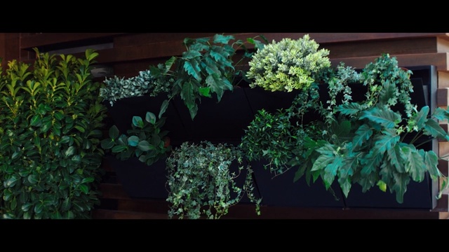 Video Reference: plant, green, leaf, flora, tree, houseplant, flower, herb, shrub, grass, Person