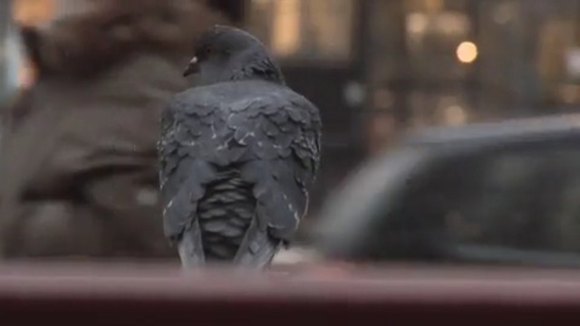 Video Reference: beak, bird, pigeons and doves
