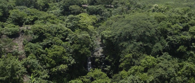 Video Reference: Vegetation, Tropical and subtropical coniferous forests, Forest, Nature reserve, Jungle, Nature, Natural environment, Rainforest, Valdivian temperate rain forest, Biome