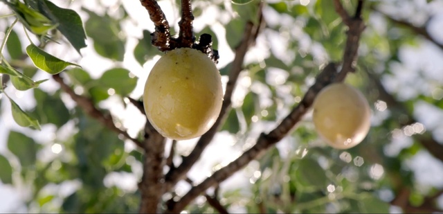 Video Reference: Fruit tree, Fruit, Plant, Tree, Asian pear, Citrus, Lemon, Food, Branch, Flower