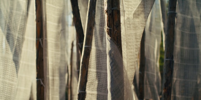 Video Reference: Curtain, Light, Tree, Textile, Window treatment, Line, Leaf, Interior design, Wood, Window