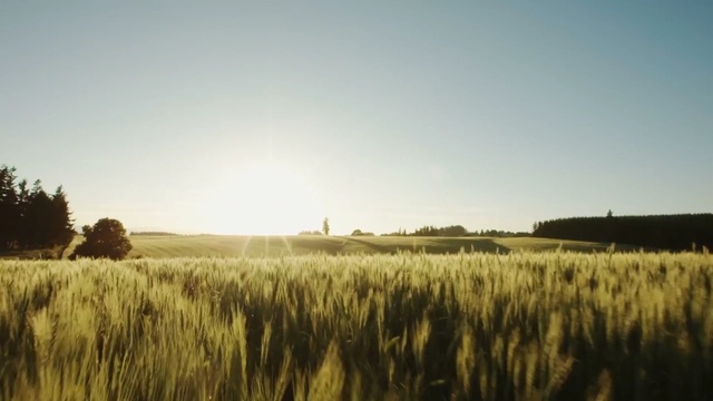 Video Reference: field, sky, grass family, crop, grassland, morning, sunlight, grass, prairie, rural area