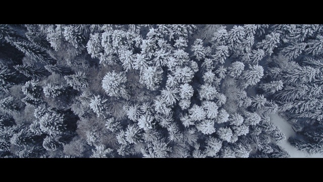 Video Reference: Pattern, Organism, Design, Textile, Tree, Black-and-white, Frost, Lace, Monochrome photography, Fractal art