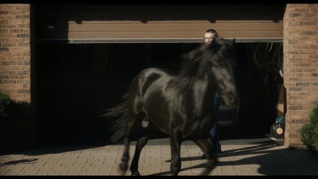 Video Reference: horse, stallion, mane, horse like mammal, mare, mustang horse, horse supplies, livestock, horse harness, bridle