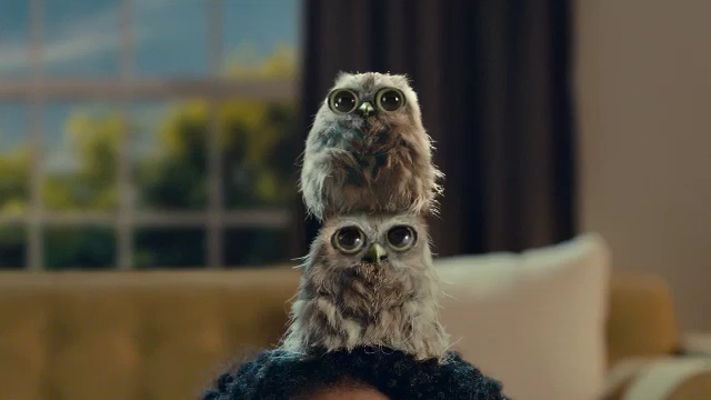 Video Reference: owl, bird, beak, bird of prey