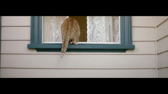 Video Reference: Cat, Window, Felidae, Wall, Small to medium-sized cats, Snapshot, Wood, Door, Interior design, Tail