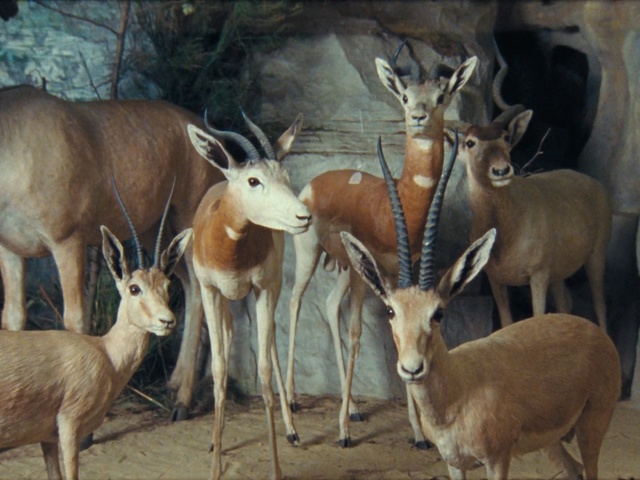 Video Reference: fauna, wildlife, deer, horn, antelope, terrestrial animal, antler, gazelle, white tailed deer, musk deer