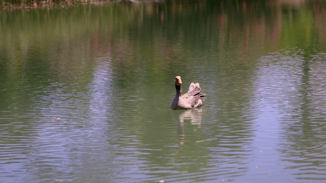 Video Reference: Water bird, Bird, Bank, Duck, Water, Pond, Bayou, Ducks, geese and swans, Waterfowl, Beak