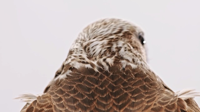 Video Reference: Bird, Peregrine falcon, Hawk, Falcon, Beak, Bird of prey, Close-up, Kite, Accipitriformes, Buzzard