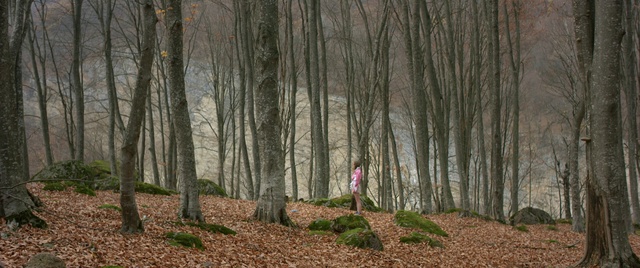 Video Reference: Tree, Woodland, Forest, Nature, Natural environment, Natural landscape, Old-growth forest, Trunk, Northern hardwood forest, Nature reserve