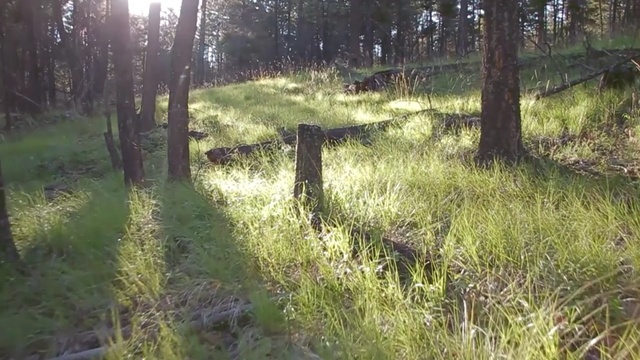 Video Reference: ecosystem, nature reserve, path, woodland, grass, forest, tree, trail, grass family, biome