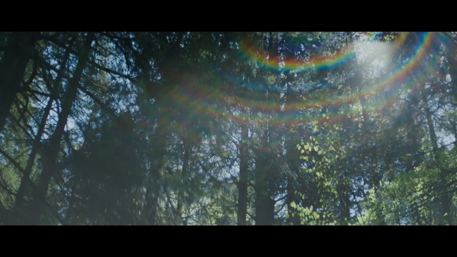 Video Reference: Nature, Tree, Natural environment, Vegetation, Forest, Sky, Biome, Woodland, Sunlight, Woody plant
