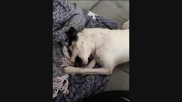 Video Reference: Mammal, Canidae, Dog, Carnivore, Snout, Dog breed, Puppy, Non-Sporting Group, Leg, Sporting Group