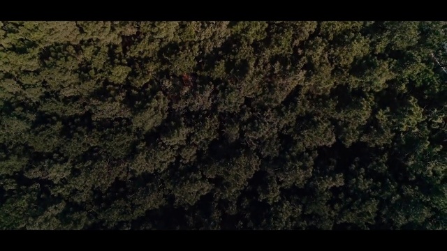 Video Reference: Green, Black, Nature, Brown, Soil, Rock, Organism, Leaf, Tree, Sky