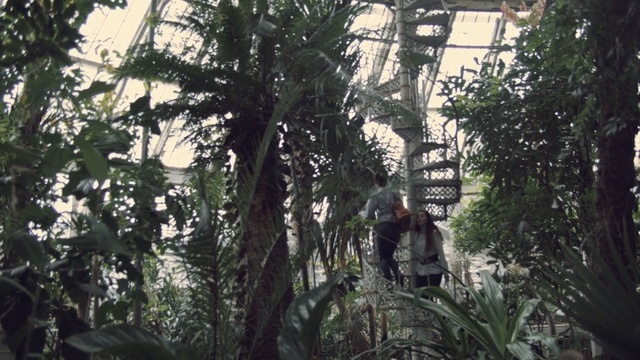 Video Reference: tree, vegetation, jungle, rainforest, forest, plant, biome, old growth forest, arecales, grass