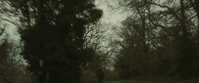 Video Reference: tree, forest, ecosystem, sky, woodland, fog, mist, morning, biome, branch