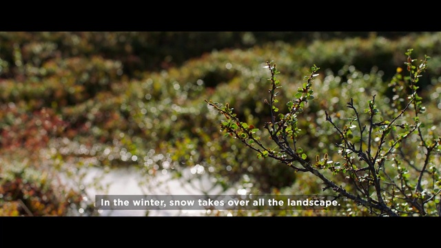 Video Reference: Nature, Vegetation, Branch, Plant, Tree, Flower, Spring, Leaf, Organism, Photography