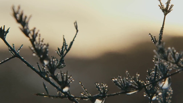 Video Reference: Branch, Nature, Twig, Tree, Sky, Atmospheric phenomenon, Morning, Water, Plant, Spring