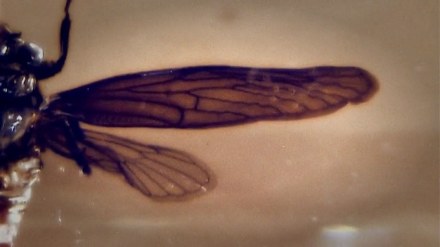 Video Reference: insect, invertebrate, moths and butterflies, membrane winged insect, pollinator, arthropod, pest, moth, fly, wing